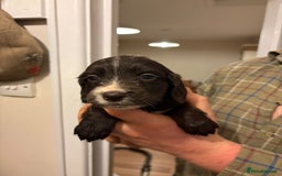 Sprocker dogs for sale: Sprocker spaniel puppies  - Image 7