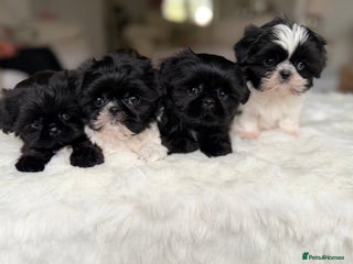 Shih Tzu dogs - Advert 2