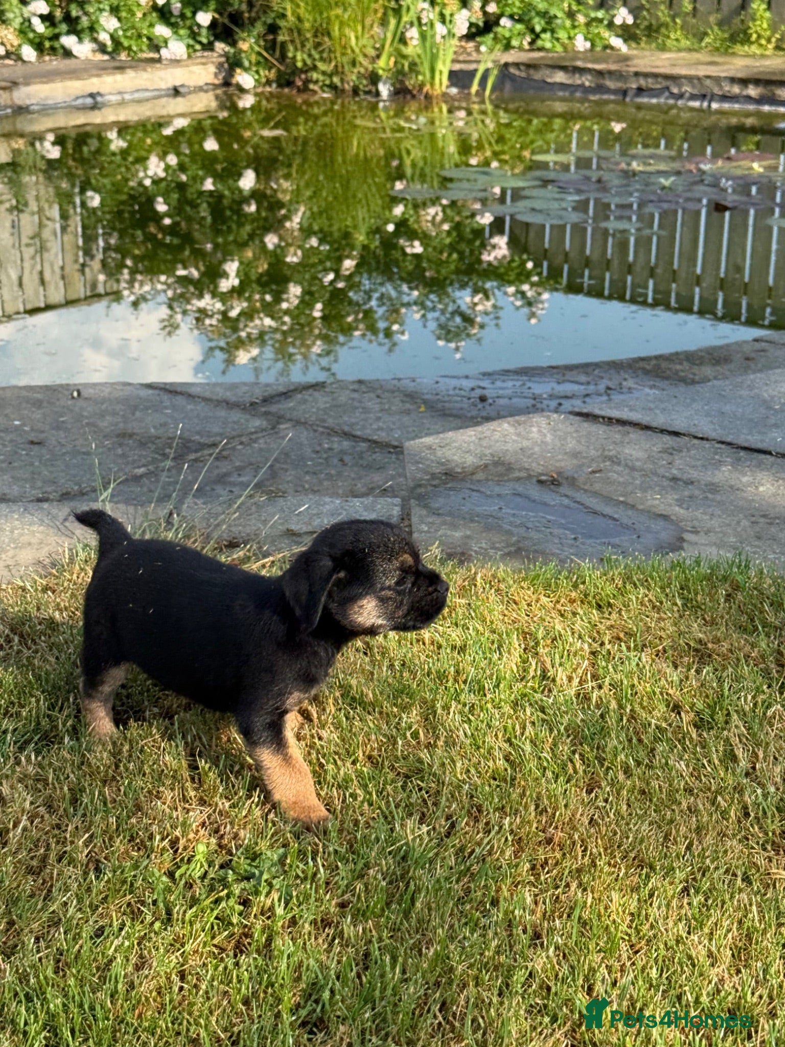 Border Terrier dogs 🧡 1 Beautiful Girl 💕 KC Border Terriers 🧡 - Advert 1