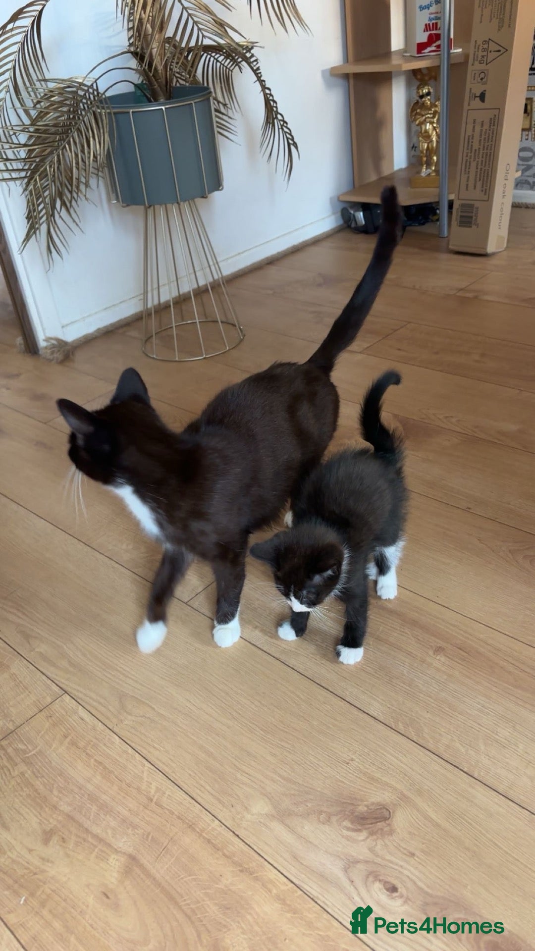 British Shorthair cats Gorgeous 9 Week Old Black & White Male Kitten - Advert 1