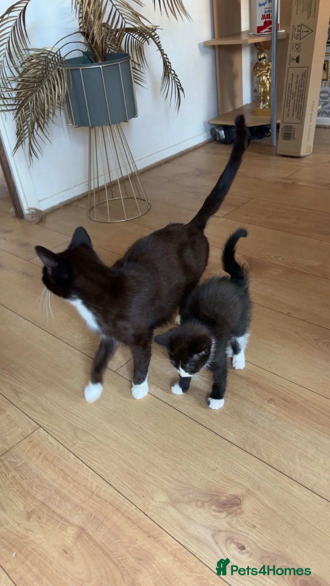 British Shorthair cats for sale: Gorgeous 9 Week Old Black & White Male Kitten - Advert 1