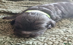 Cockapoo dogs for sale: READY NOW 5* F2B Merle Cockapoos - Image 19