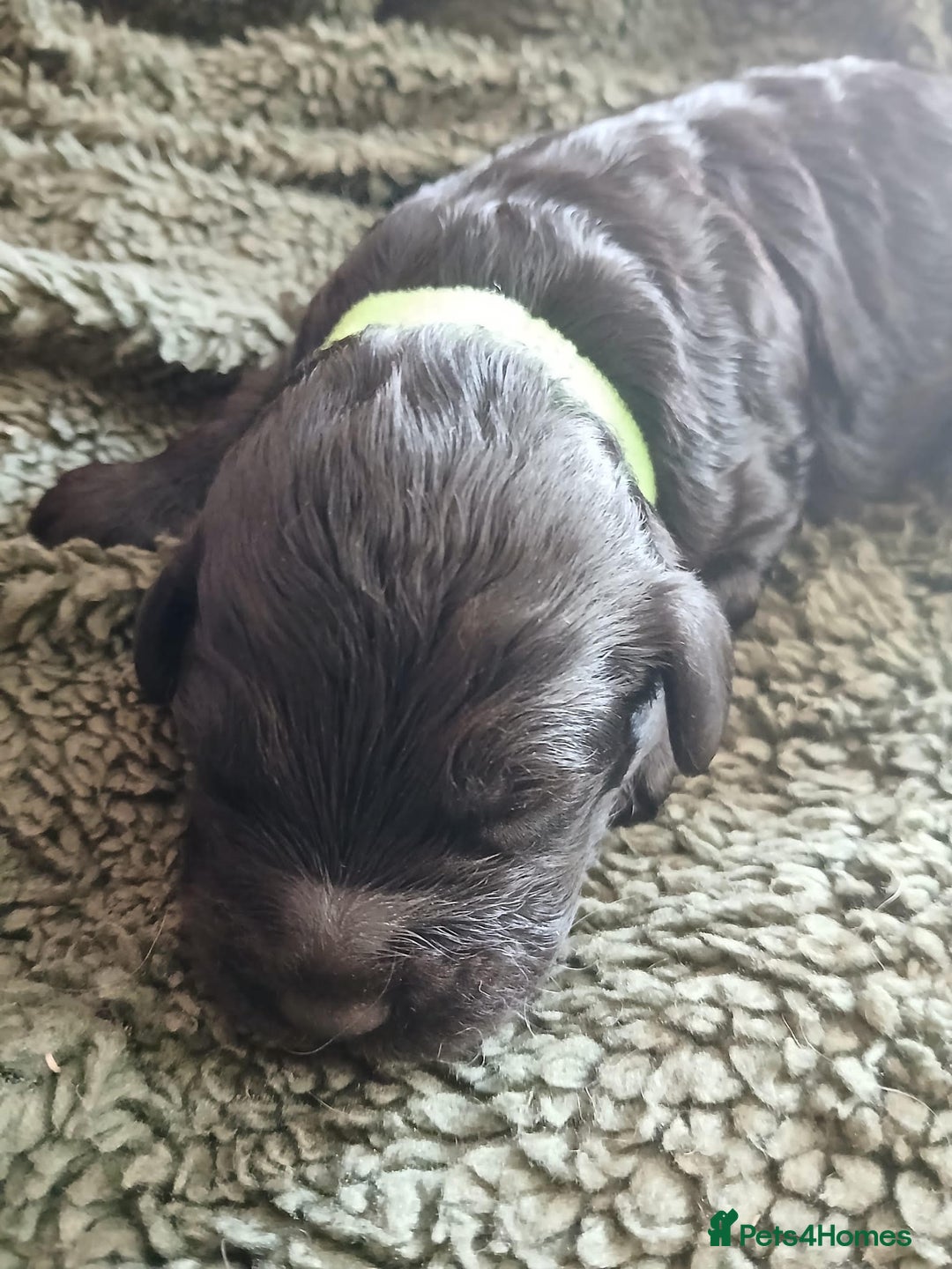 Cockapoo dogs for sale: READY NOW 5* F2B Merle Cockapoos - Image 19