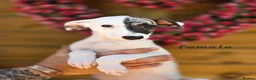 Mixed Breed dogs for sale: Freya the whippet lurcher.  - Advert 11