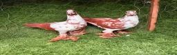 Pigeons birds for sale: Beautiful Quality Pigeons Healthy & Well Cared For - Advert 5