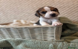 Beagle dogs for sale: KC registered Beagle puppies  - Image 32
