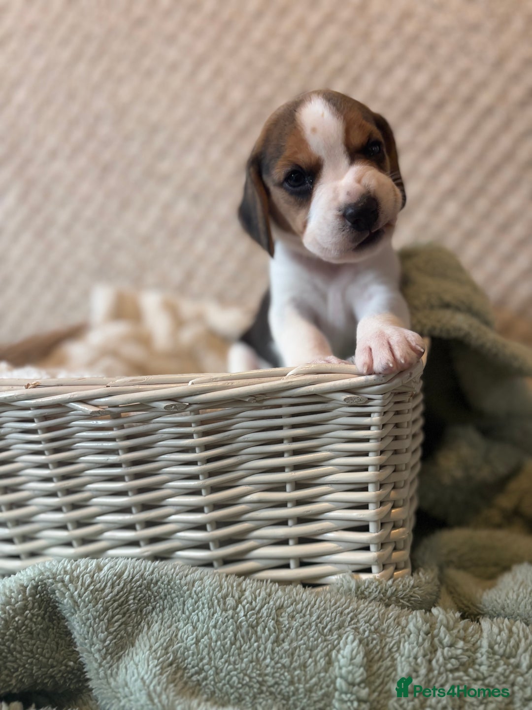 Beagle dogs for sale: KC registered Beagle puppies  - Image 32