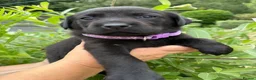 Labrador Retriever dogs for sale: Beautiful KC Black Labrador Retriever Puppies  - Advert 10