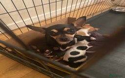 Chihuahua dogs for sale: Tiny Girl & Boy Chihuahuas available  - Image 5