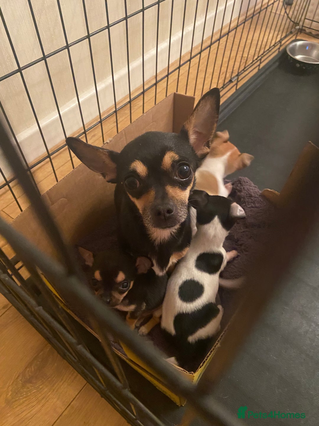 Chihuahua dogs for sale: Tiny Girl & Boy Chihuahuas available  - Image 5
