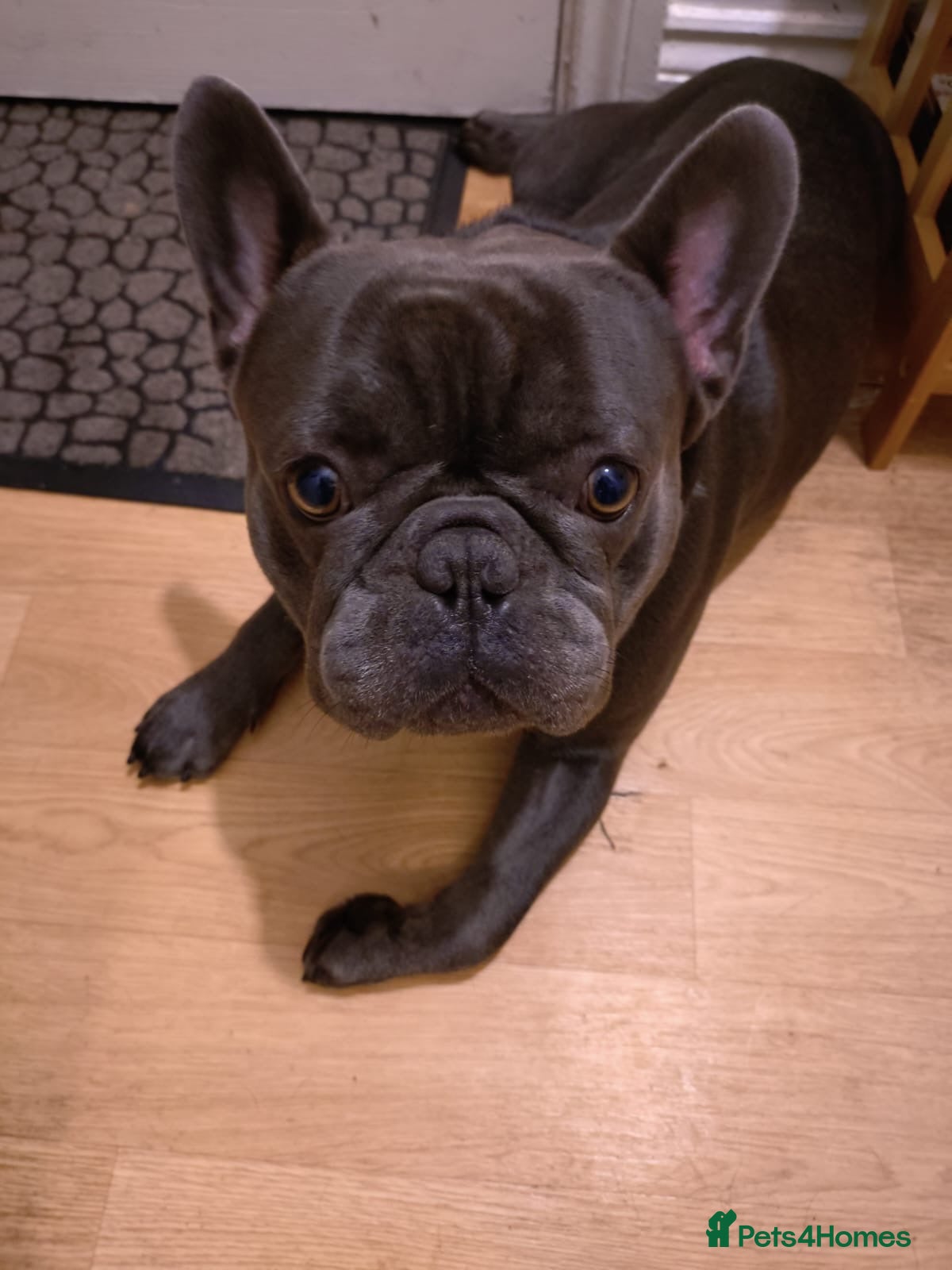 French Bulldog dogs Gucci - Advert 1