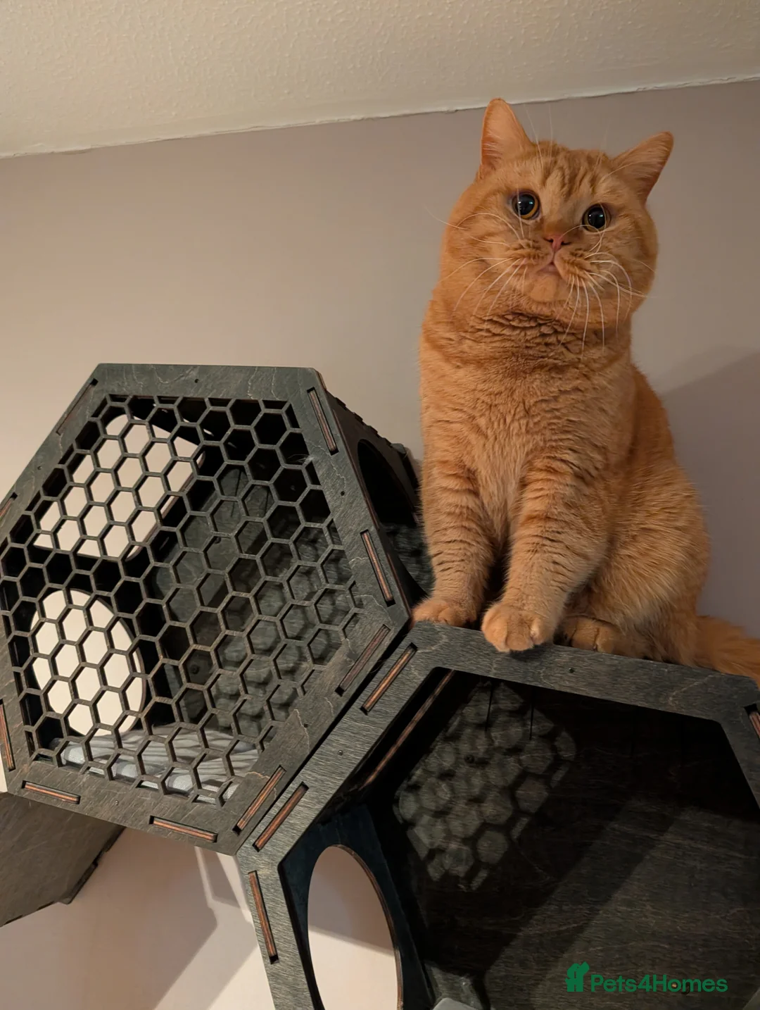 British Shorthair cats for stud: 🐯 European Import Champion Red BSH Boy ,BG-B😺 - Advert 7