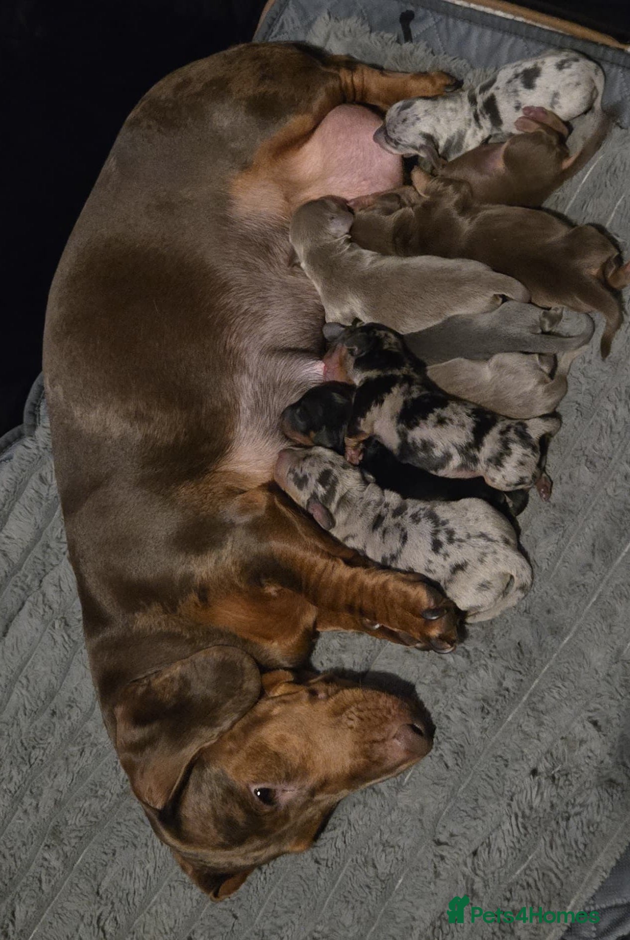 Miniature Dachshund dogs 9 KC registered miniature dachshunds  - Advert 13