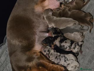 Miniature Dachshund dogs 9 KC registered miniature dachshunds - Advert 13