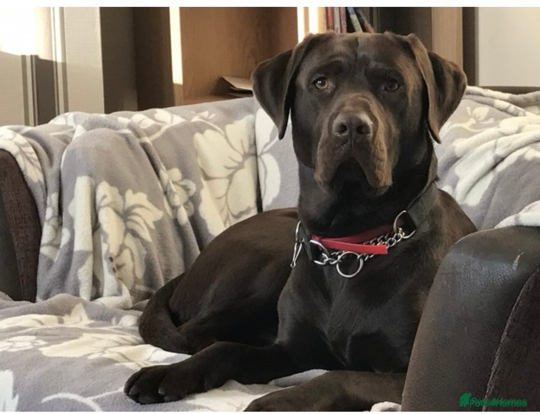 Labrador Retriever dogs for sale: Beautiful kc working type chocolate lab pups  - Image 12