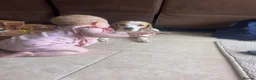 Beagle dogs for sale: Chunky friendly beagles  - Advert 26
