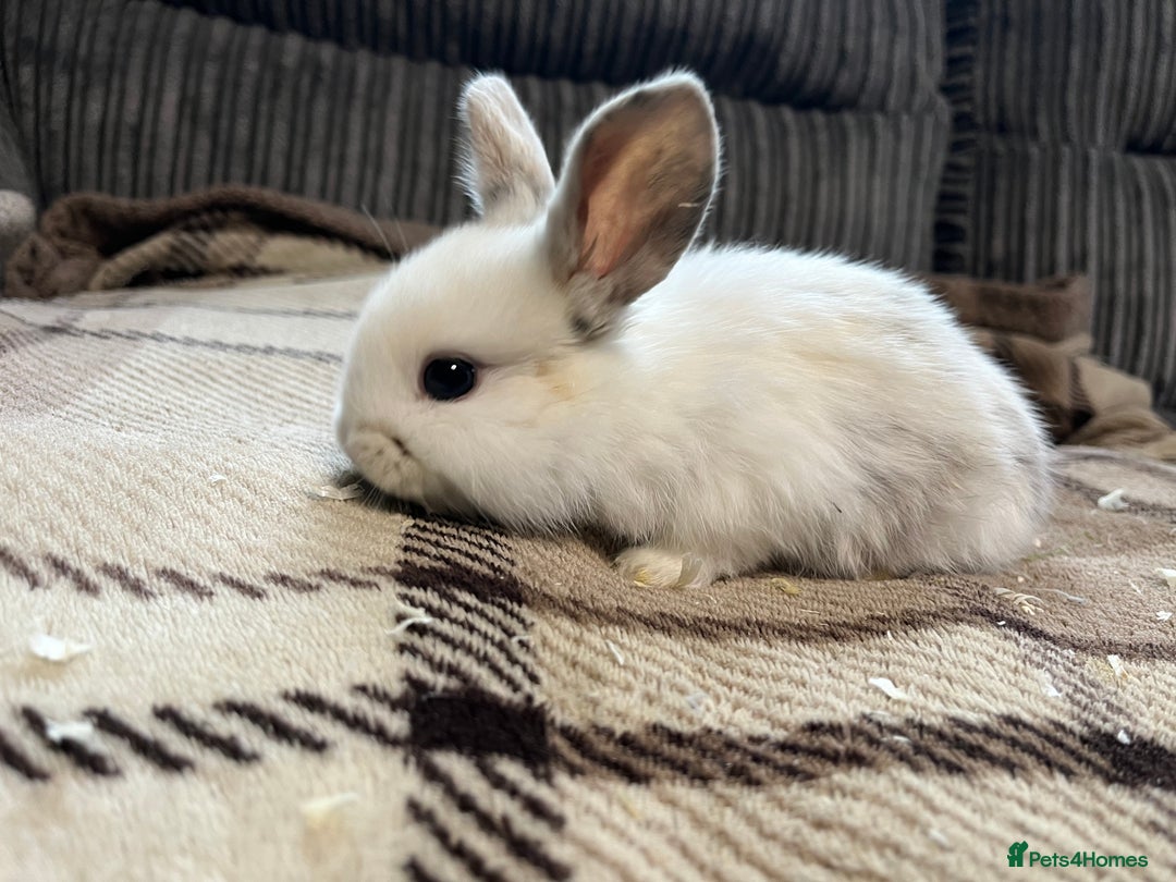 Mini Lop rabbits for sale: Pure breed mini lop bunnies - Image 11