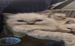 Ragdoll cats for sale: Gorgeous Ragdoll Kittens  - Image 24