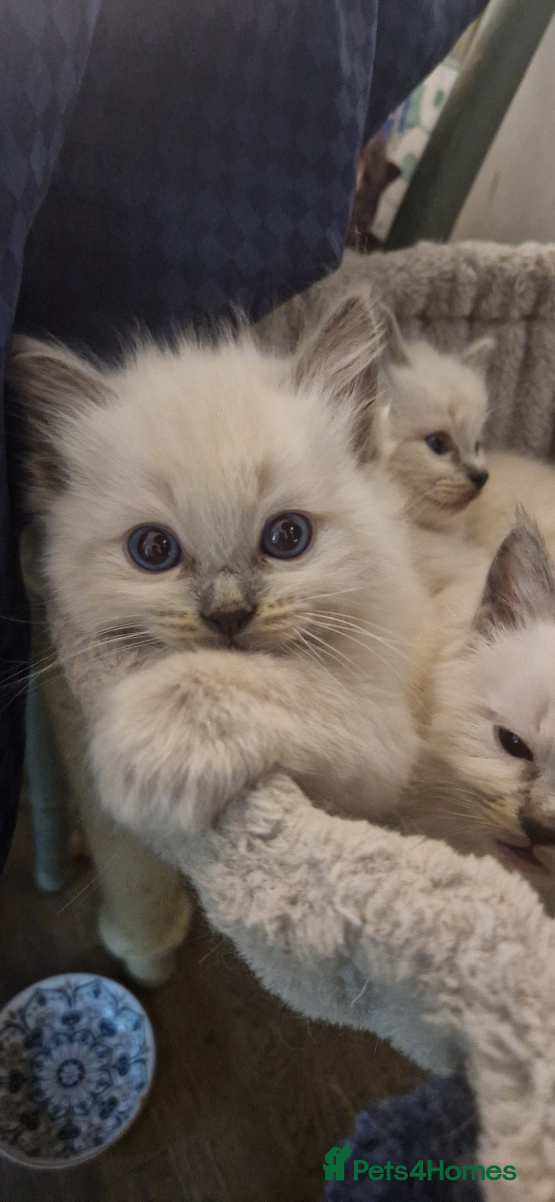 Ragdoll cats for sale: Gorgeous Ragdoll Kittens  - Image 24