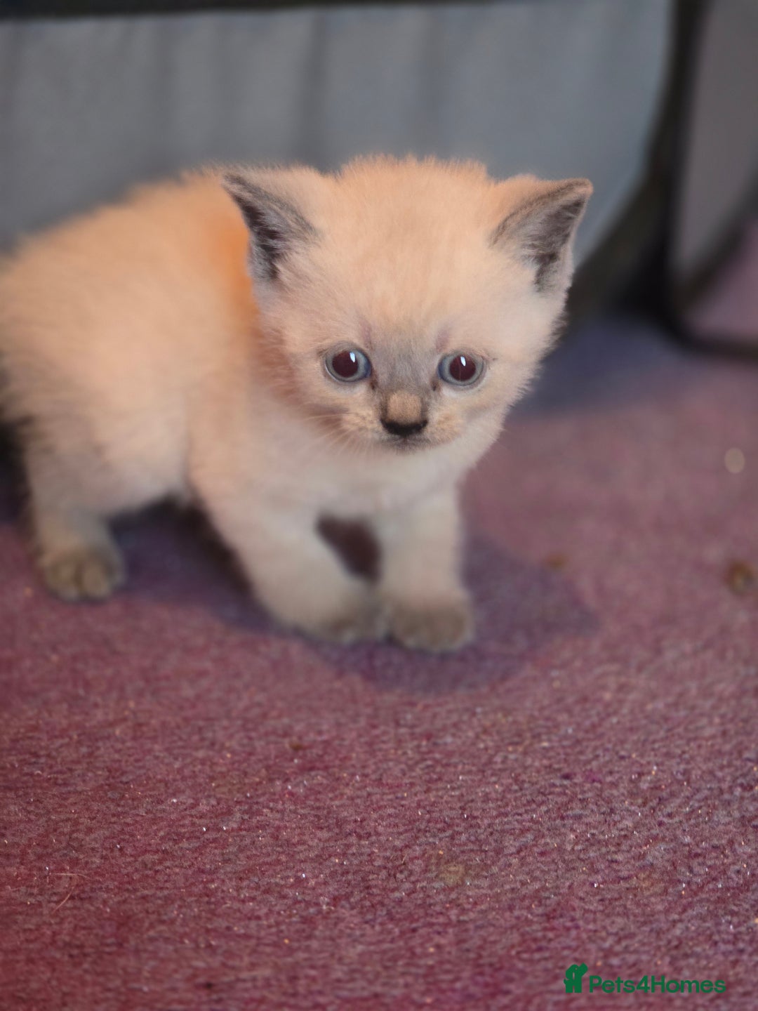 British Shorthair cats for sale: 6 x British Short-haired Blue kittens for sale - Image 6