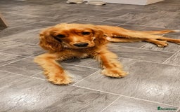 Cavapoo dogs for sale: 7-Month Cavapoo x Spaniel Looking for Forever Home - Image 1