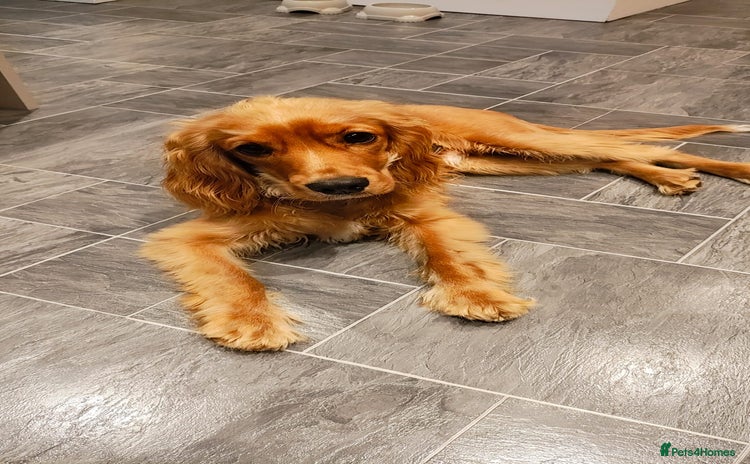Cavapoo dogs - Advert 1