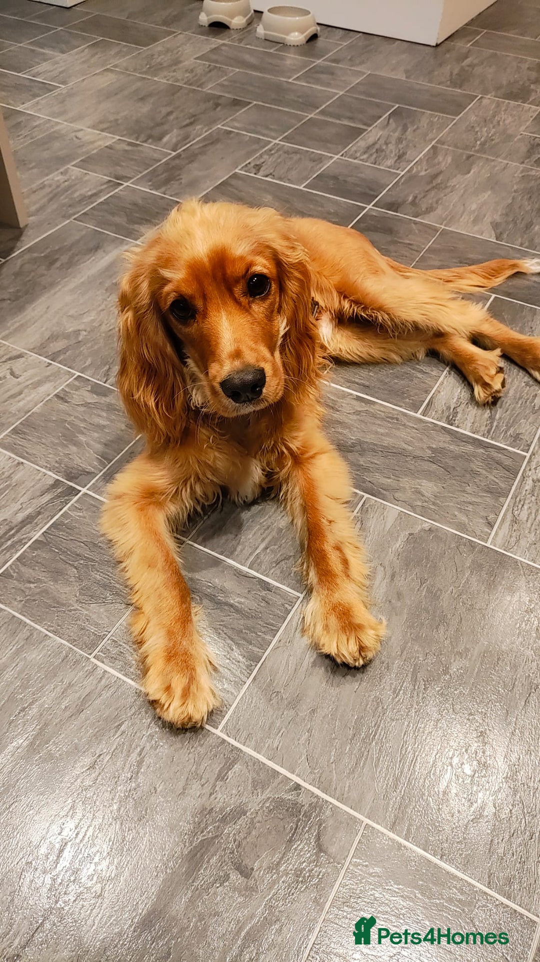 Cavapoo dogs for sale: 7-Month Cavapoo x Spaniel Looking for Forever Home - Image 1