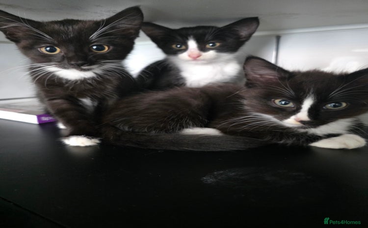 Mixed Breed cats - Advert 1