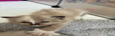 Ragdoll 4