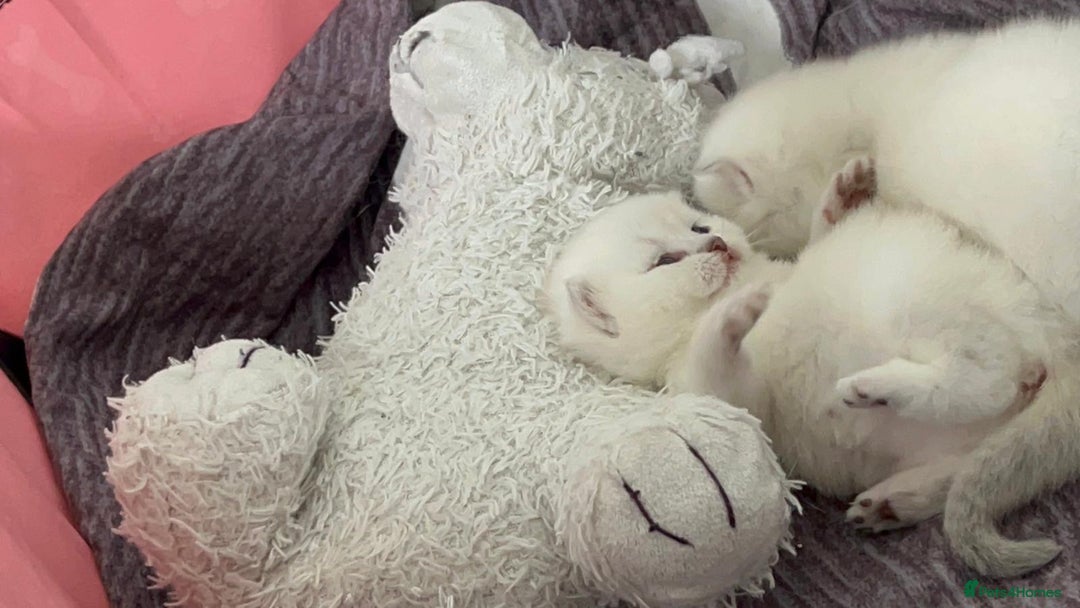 Scottish Fold cats for sale: Scottish straight boy and girl - Image 15