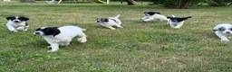 Sproodle dogs for sale: ✨ Premium Rare F1 Sproodle Pups – Champion Lines ✨ - Advert 12