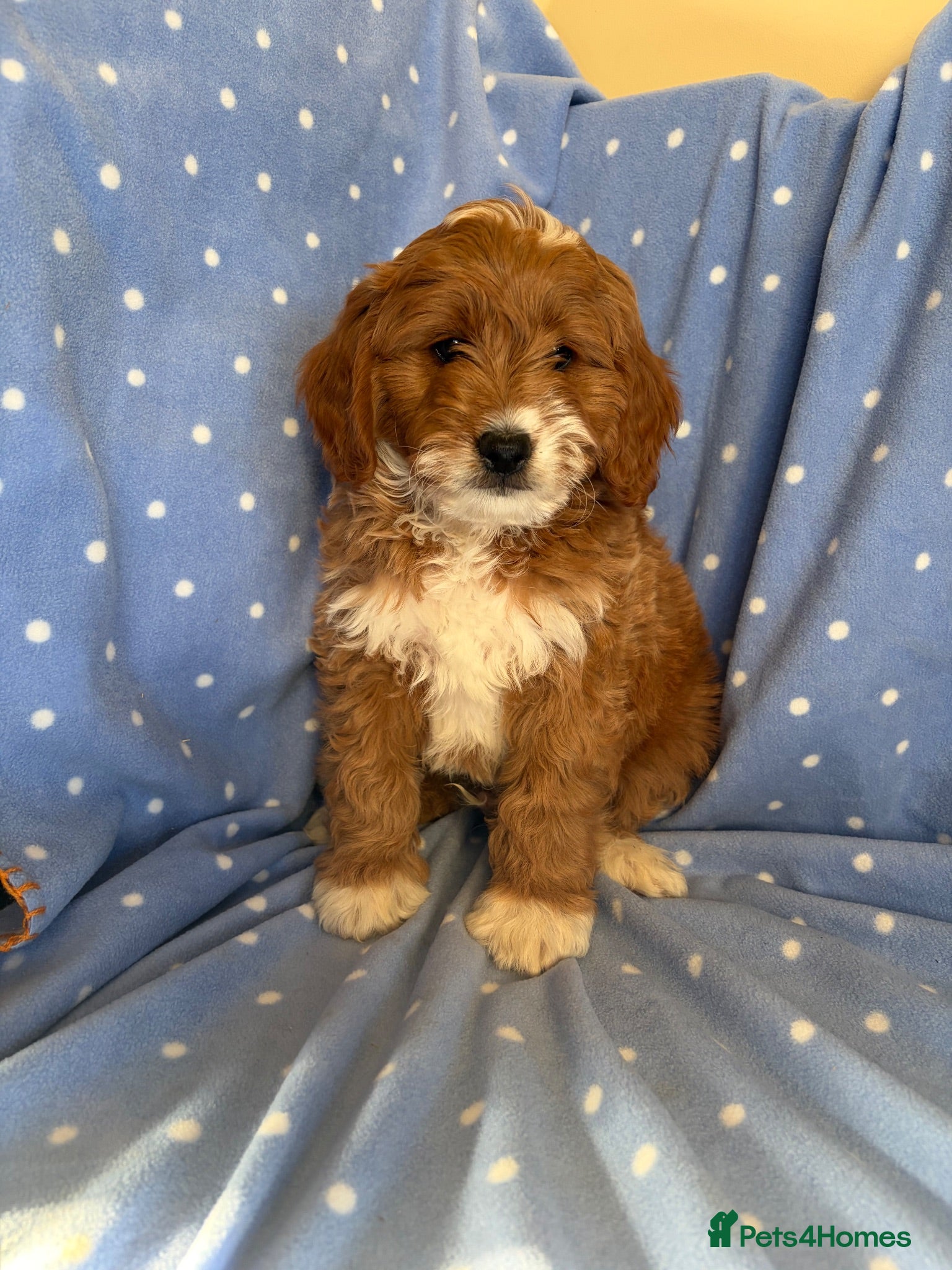 Cavapoo dogs FULLY HEALTH TESTED RED AND GOLD F1B TOY CAVAPOOS - Advert 1