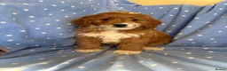 Cavapoo dogs for sale: FULLY HEALTH TESTED RED AND GOLD F1B TOY CAVAPOOS - Advert 8