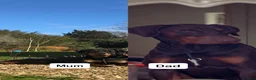 Dobermann dogs for sale: Exceptional Doberman X Doberman/rottwiler  - Advert 17