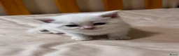 Scottish Fold cats for sale: Scottish Straights & Folds  - Advert 17