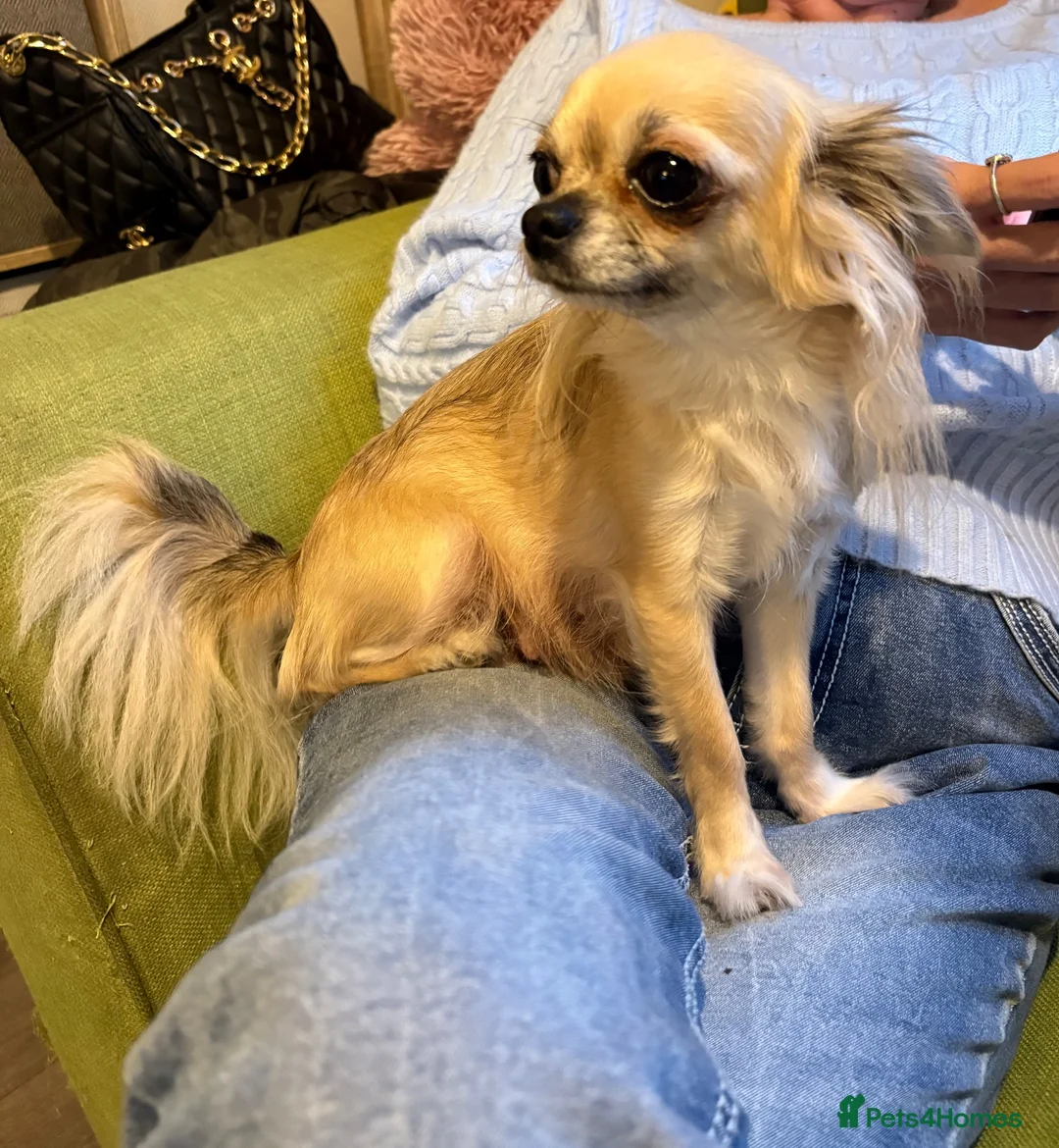 Chihuahua dogs for sale: Long coat chihuahuas  - Advert 2