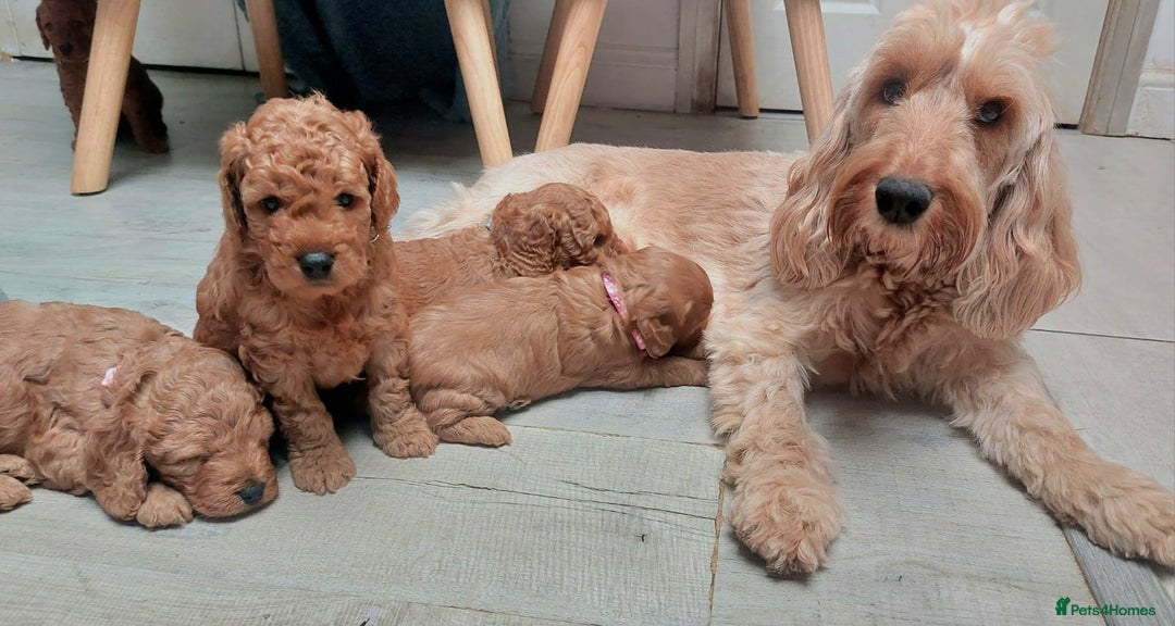 Cockapoo dogs for sale: Happy,healthy pups,F1b cockapoo,DNA tested parents - Advert 3