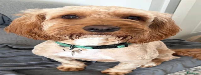 Percy 