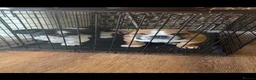 English Bulldog dogs for sale: British bulldog in Wigan - Advert 6