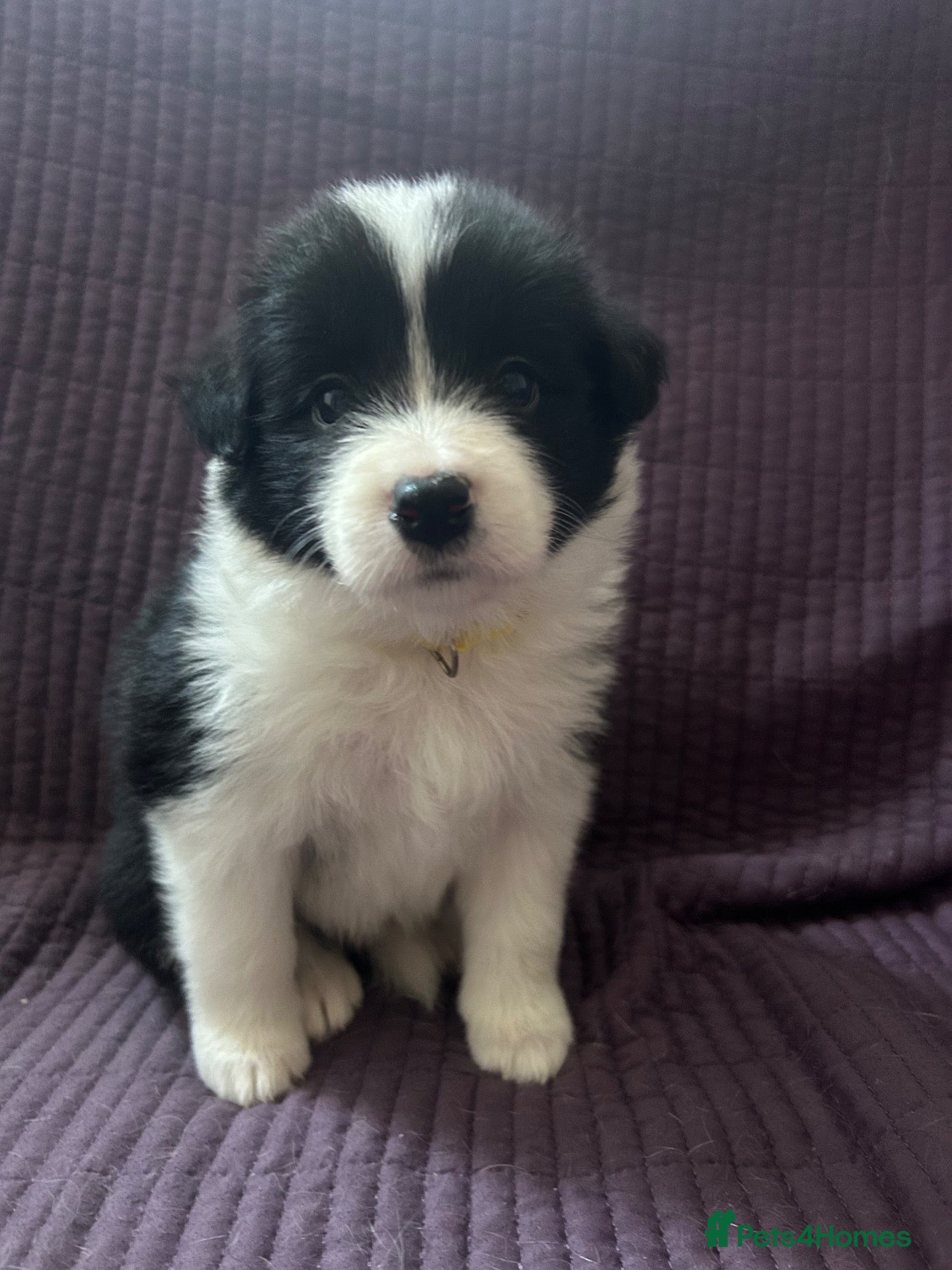 Border Collie dogs KC reg. Border Collie puppies!!! - Advert 2