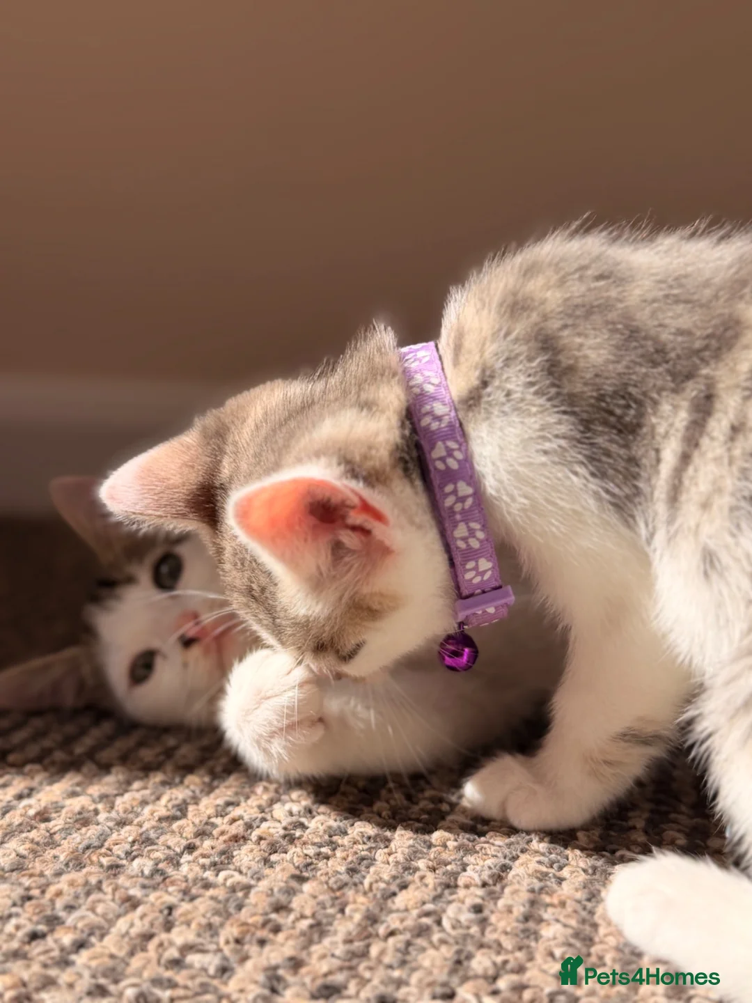 British Shorthair cats for sale: ✨5th Gen BSH x Bengal Kittens-Bear, Bagel & Bella✨ - Advert 2