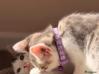 British Shorthair cats ✨✨Price “REDUCTION”-5th Gen BSH x Bengal Kittens✨✨ - Advert 1