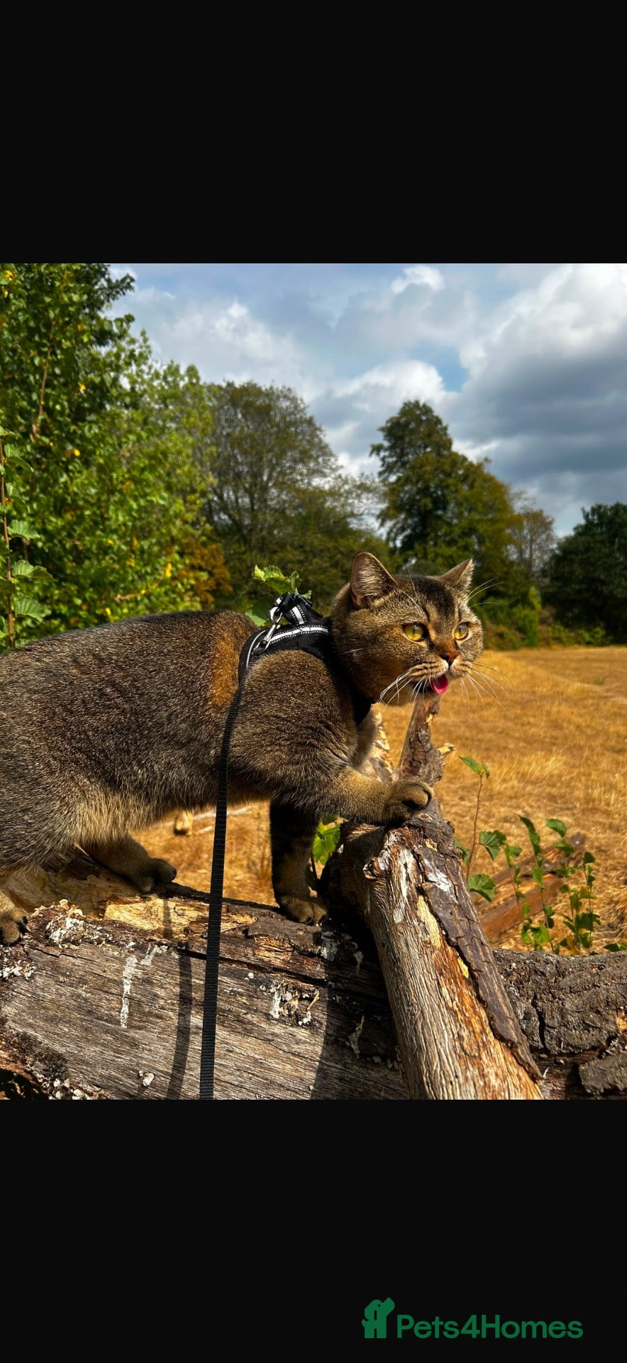 Mixed Breed cats for stud: Cat Available to stud  - Advert 1