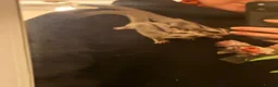 Sugar Glider rodents for sale: Female Sugar Glider  - Advert 5