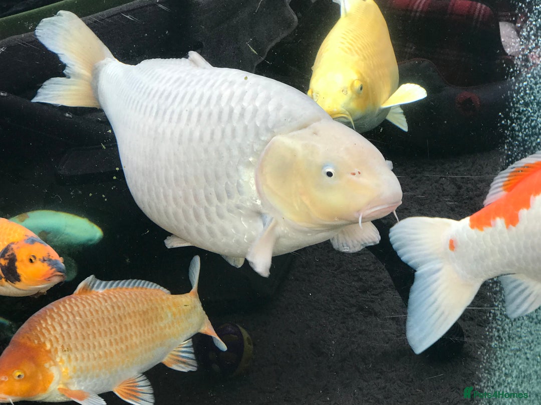 Koi Carp fish for sale: Koi carp  - Image 4