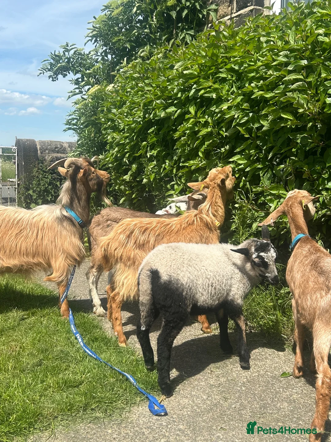 Sheep livestock for sale: Beautiful badger face lamb  - Advert 2