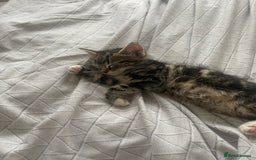 Mixed Breed cats for sale: COMES WITH ESSENTIALS .male kitten 4 months  - Image 1