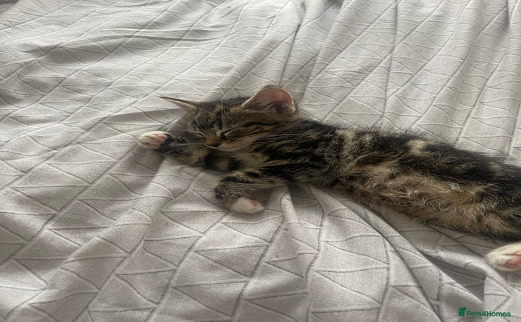 Mixed Breed cats for sale - Advert 1