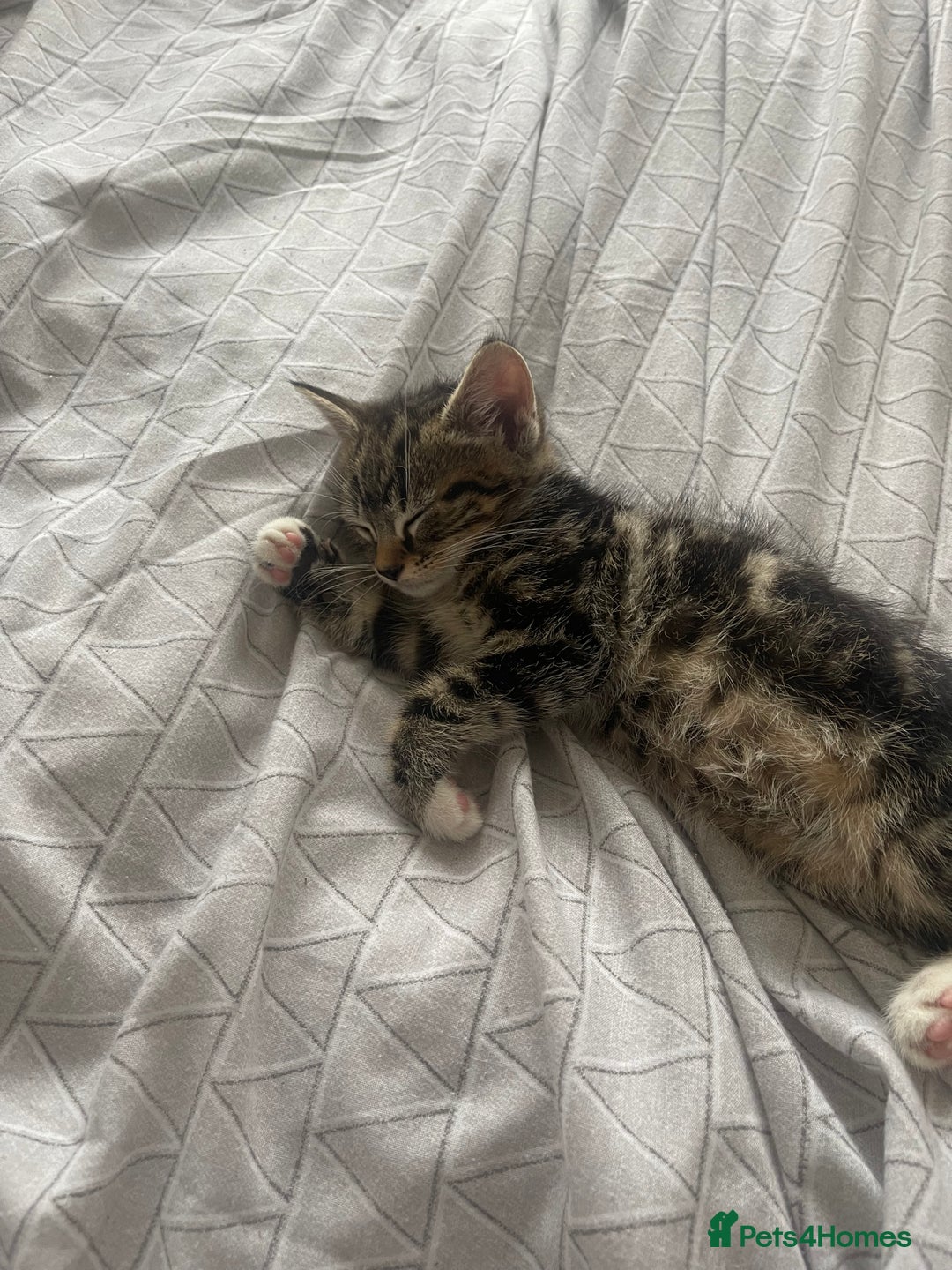 Mixed Breed cats for sale: COMES WITH ESSENTIALS .male kitten 4 months  - Image 1