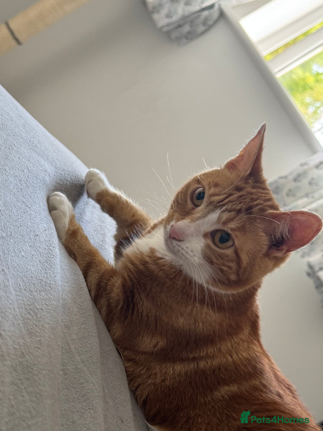 Mixed Breed cats for sale: Marla ginger cat  - Advert 34